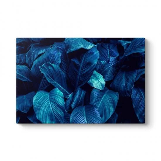 Mavi Yelken Çiçeği Yaprakları Tablosu