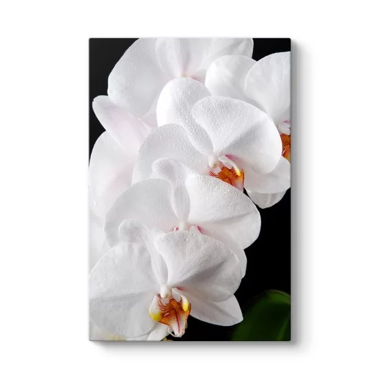 Orkide Çiçeği II Tablosu