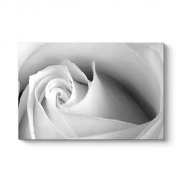 White Rose Tablosu